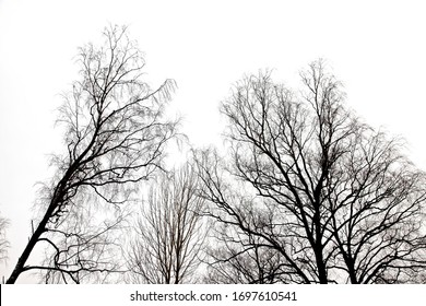 tree branches . tree branches isolated on the white background
