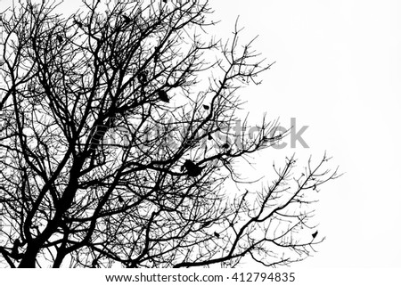 Image, Stock Photo be free Deciduous tree