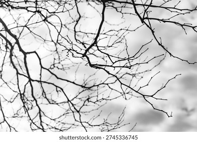 A tree with branches and leaves. The leaves are brown and the branches are bare. The tree is in the sky