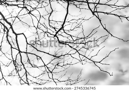 A tree with branches and leaves. The leaves are brown and the branches are bare. The tree is in the sky
