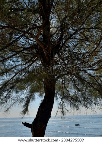 Similar – Strauch mit Booten und Bäumen vor abendlichem Ostseehorizont