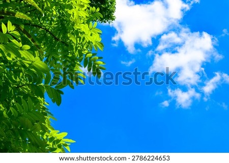 Tree branches with leaves in front of a clear blue sky. clear blue sky with a frame of green leaf branches, Summer background with.