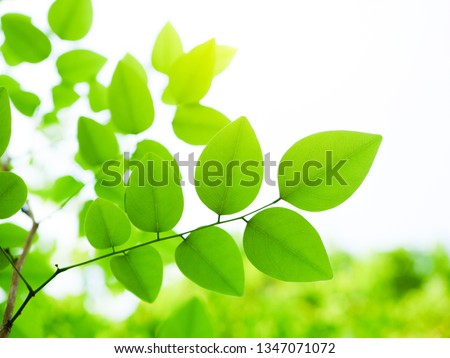 Tree branches and leaves are green of Siamese rosewood.