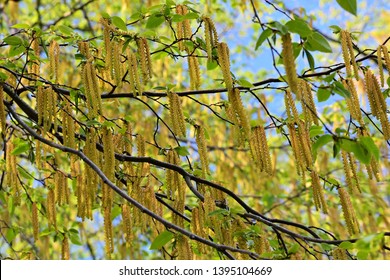 Tree branches with long catkins of Alnus Serrulata, the Hazel alder or Smooth alder. It is a flowering plant in the family Betulaceae.


