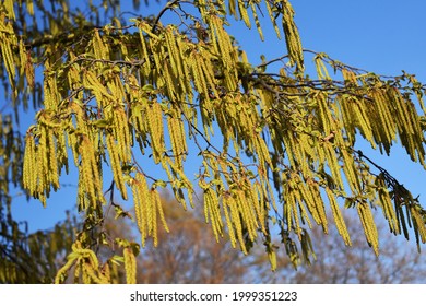 Tree branches with long catkins of Alnus Serrulata, the Hazel alder or Smooth alder.