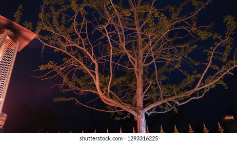 Tree branches at night