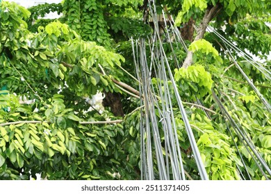Tree branches obstructing overhead communication cable lines