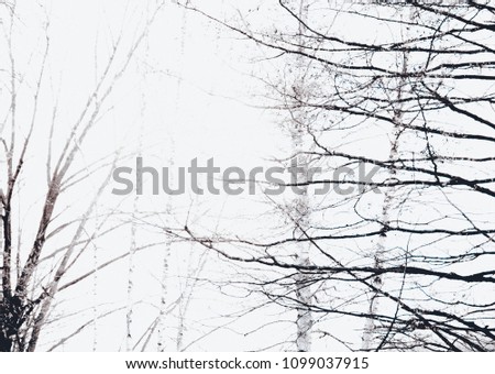 tree branches in the old hollow