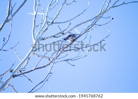 Similar – Image, Stock Photo Ice Bird Crow Tree Winter