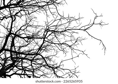 Tree branches on a white background with clipping path