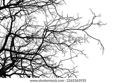 Tree branches on a white background with clipping path