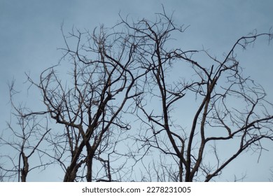 Tree and branches of the tree. Out line of dry tree branch against a blue autumn sky background . - Powered by Shutterstock