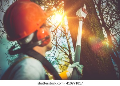 Tree Branches Pro Cutting. Unsafe Branches Removal by Extended Wood Cutter.