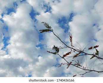 Tree branches reaching up to the bright blue sunny sky with fluffy clouds