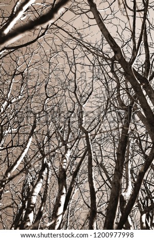 Tree branches reaching up in sapia