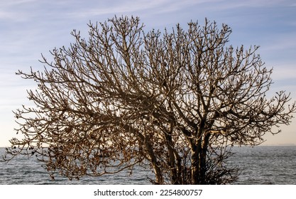 Tree branches reaching for the sea and the sky. - Shutterstock ID 2254800757