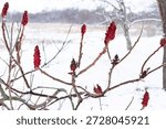Tree branches with red buds in a cold winter day