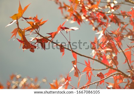 Similar – Autumn Nature Sky Bushes