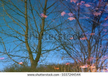 Image, Stock Photo Cherry blossom festival.