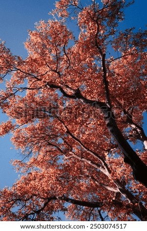 tree branches seen from below. Low angle shot of a tree and its branches, Background with tree branches seen from below
