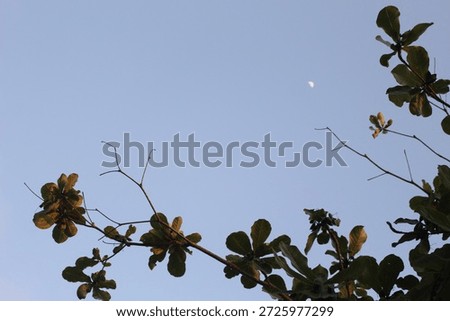 Tree branches set against a calm evening sky with a small crescent moon