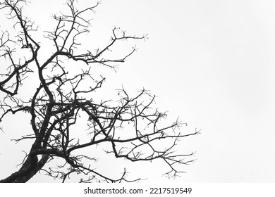 Tree Branches Shoot To Provoke Feel Of Sorrow And Loss With No Leaves On The Branches  