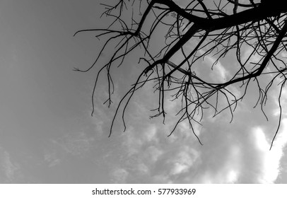 Tree Branches Silhouette With Gray  Sky In Rainy Day, Despair Or Hopeless Concept