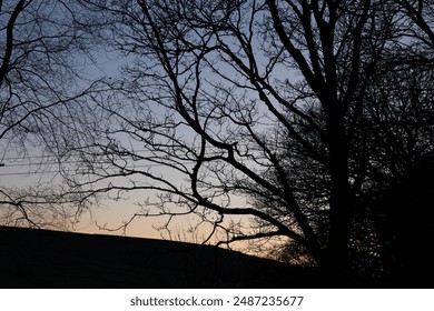 tree branches silhouette sunset sky - Powered by Shutterstock