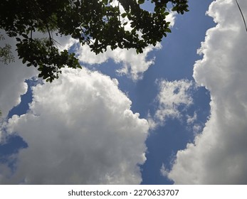 Tree branches silhouette, white clouds in the sky as background.Looking up at the blue sky and white clouds framed by green treetops. Perspective