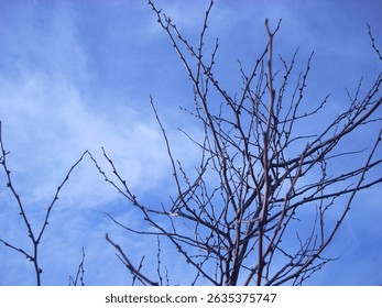 Tree Branches Sky with Clouds