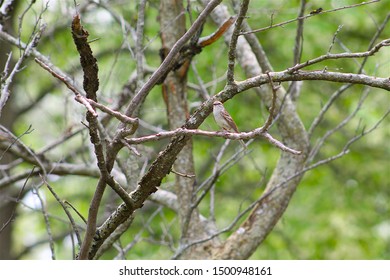 Tree Branches With Small Bird 
