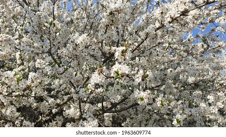 Tree branches with small white flower blossoms on a sunny day in Hradec Kralove