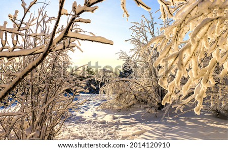 Tree branches in the snow in the winter forest