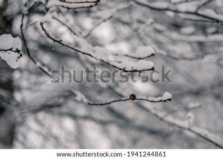 Similar – Image, Stock Photo Last fruits Environment