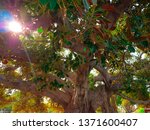 Tree branches with sun rays falling through. Old tree with a lot of leaves. Fat tree with sun on it. Sunlight through giant tree. Sunbeams through historic wood. The Ficus Macrophylla in Beverly Hills