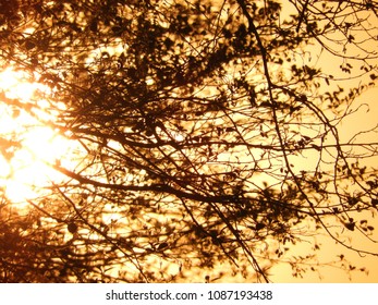 Tree branches in sunlight at sunset, spring season