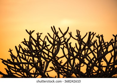 Tree branches sunset