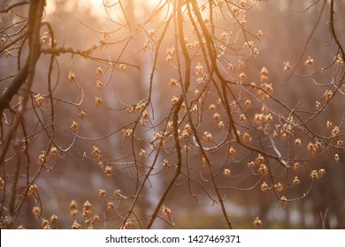 tree branches in sunset light