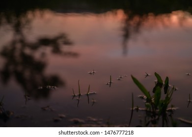 Tree branches and sunset sky reflected in water.