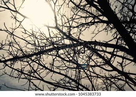 Similar – Image, Stock Photo ghost Autumn Plant Leaf