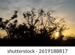 Tree branches through the setting sun