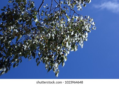 Tree branches towards the sky