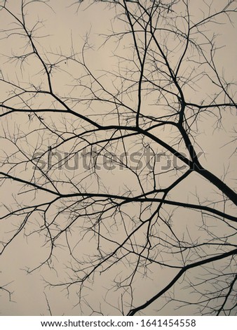 Similar – Image, Stock Photo Forest & Trees Environment