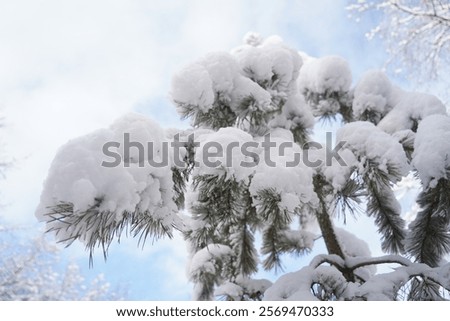 Tree branches under a layer of snow. Heavy snowfall.