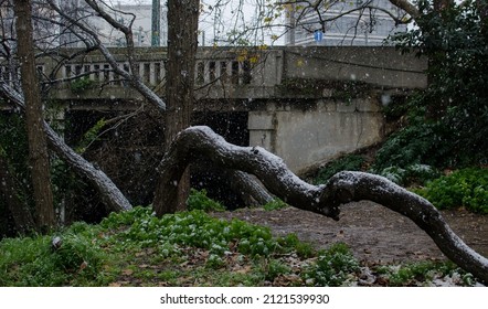 Tree branches while it is snowing in the park
