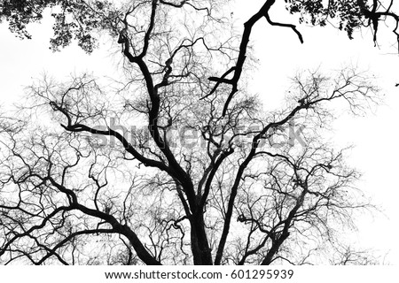 Similar – Image, Stock Photo A kingdom for a treetop