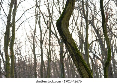 Tree branches in the winter forest. Close up photo.