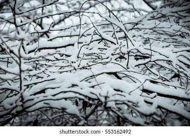 Tree branches in winter with snow - Shutterstock ID 553162492