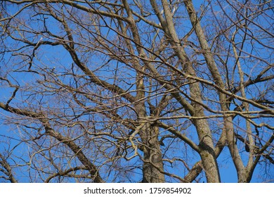 393 Branches without leave Images, Stock Photos & Vectors | Shutterstock