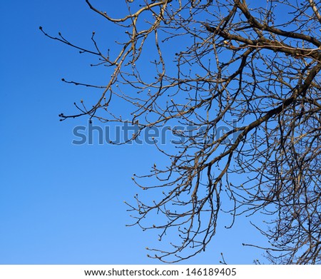Tree branches without leaves against the blue sky